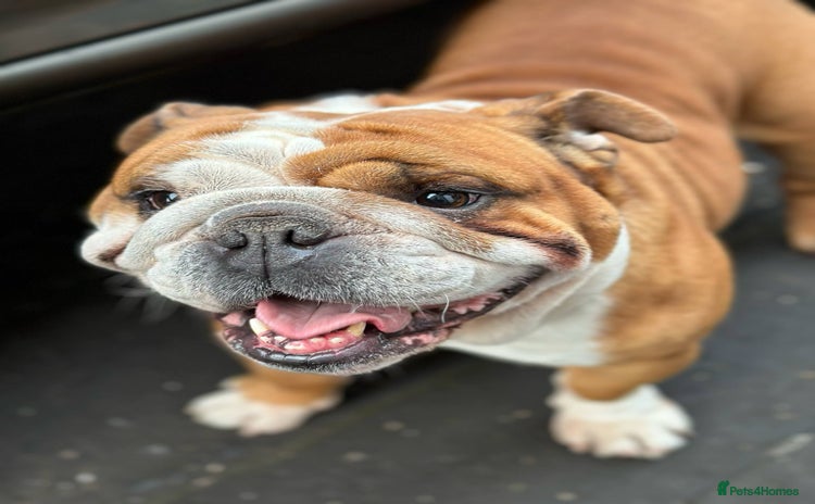 English Bulldog dogs - Advert 1