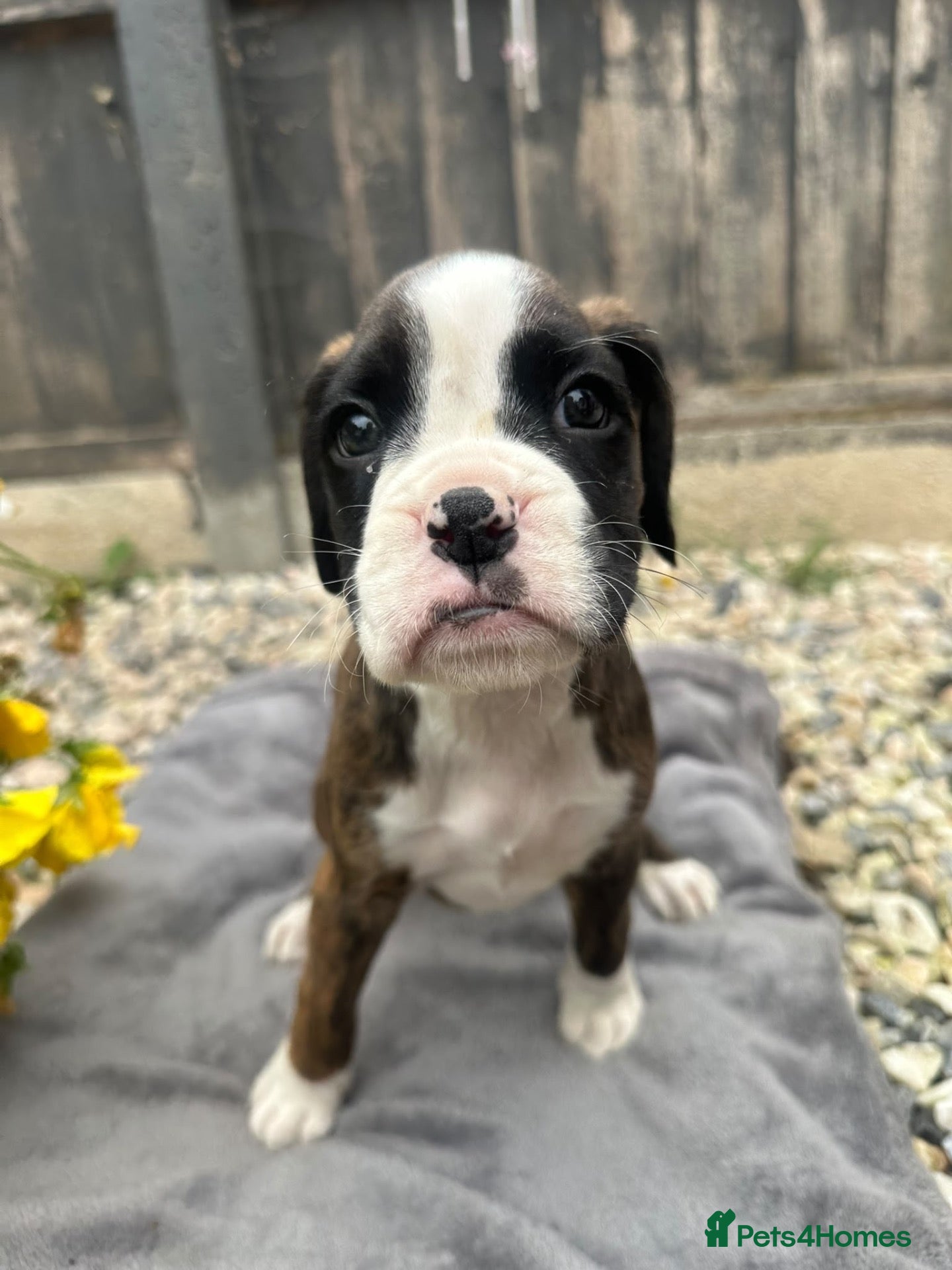 Boxer dogs KC Registered Boxer Puppies - health tested - Advert 2