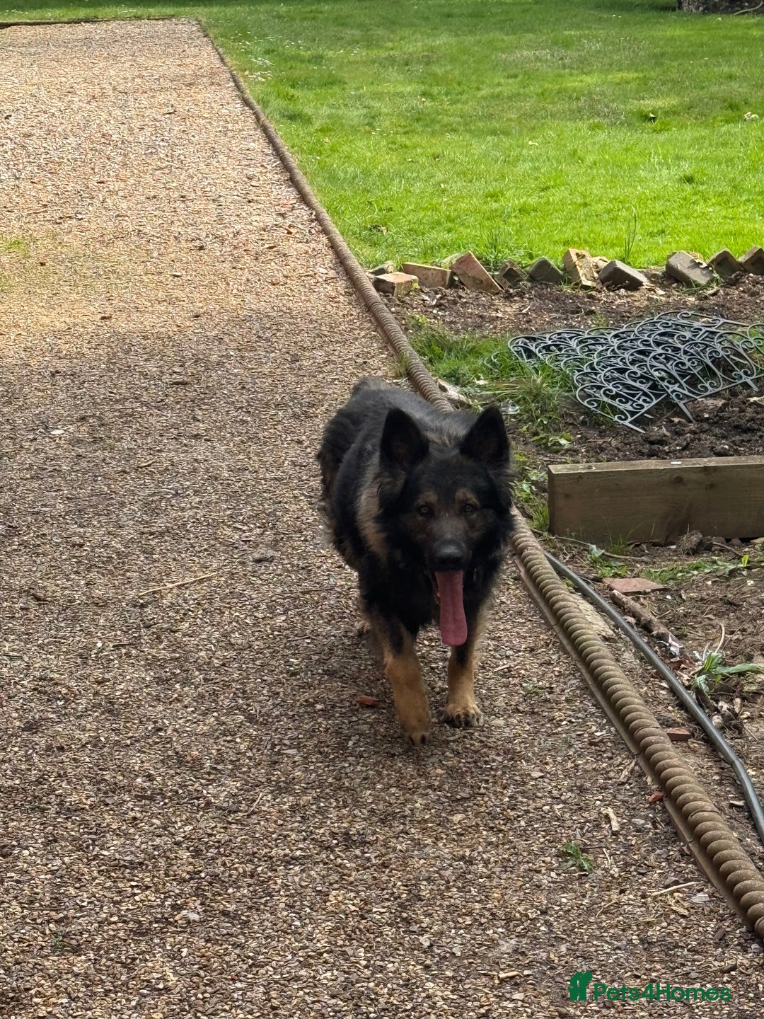 German Shepherd dogs for sale: Gorgeous German Shepherd boy  - Advert 4