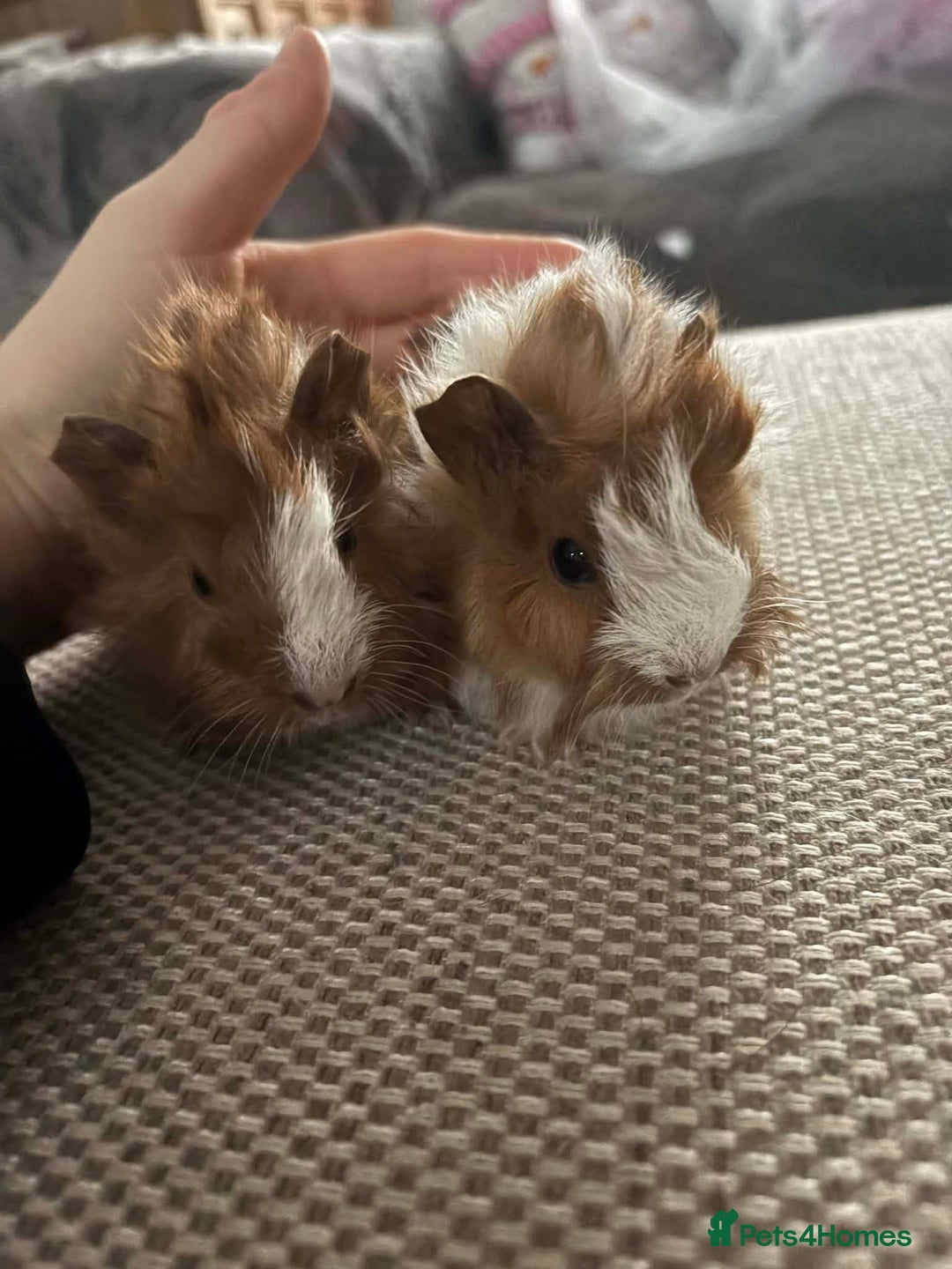 Guinea Pig rodents for sale: Adult and baby guinea pigs - Advert 21