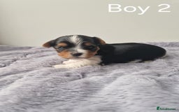 Biewer Terrier dogs for sale: Yorkshire Biewer Terriers Puppies - Image 11