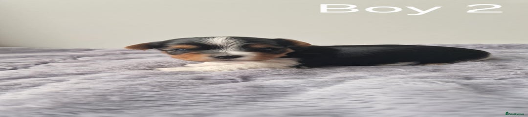 Biewer Terrier Puppy 5