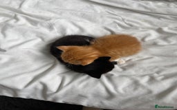 American Shorthair cats for sale: 4 male kittens for sale! - Image 15