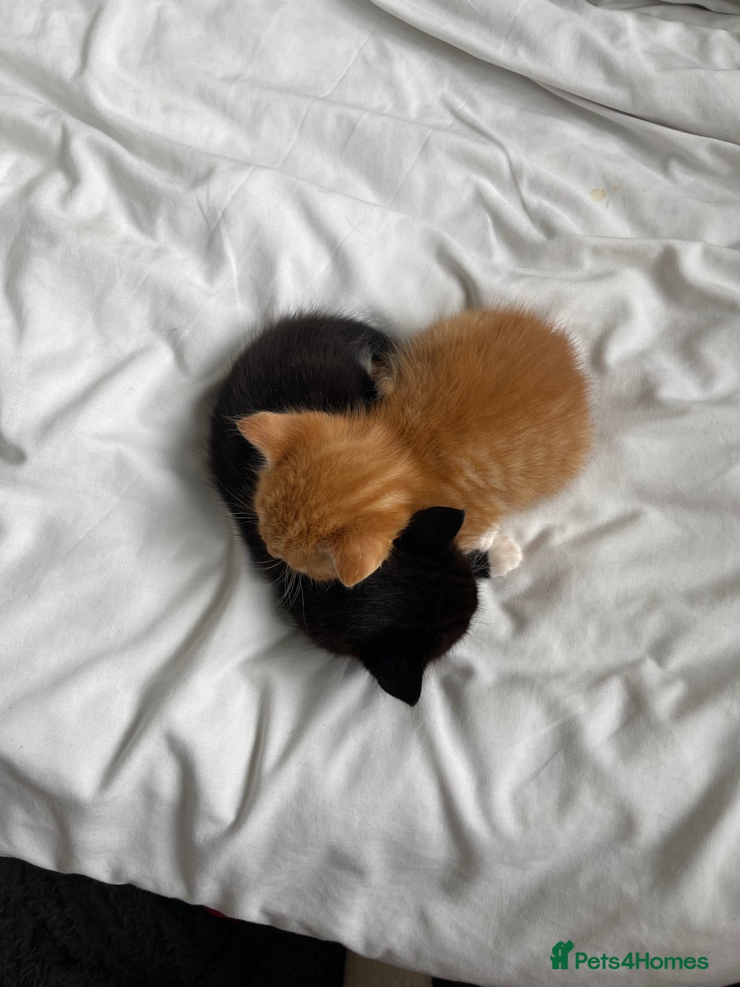 American Shorthair cats for sale: 4 male kittens for sale! - Image 15