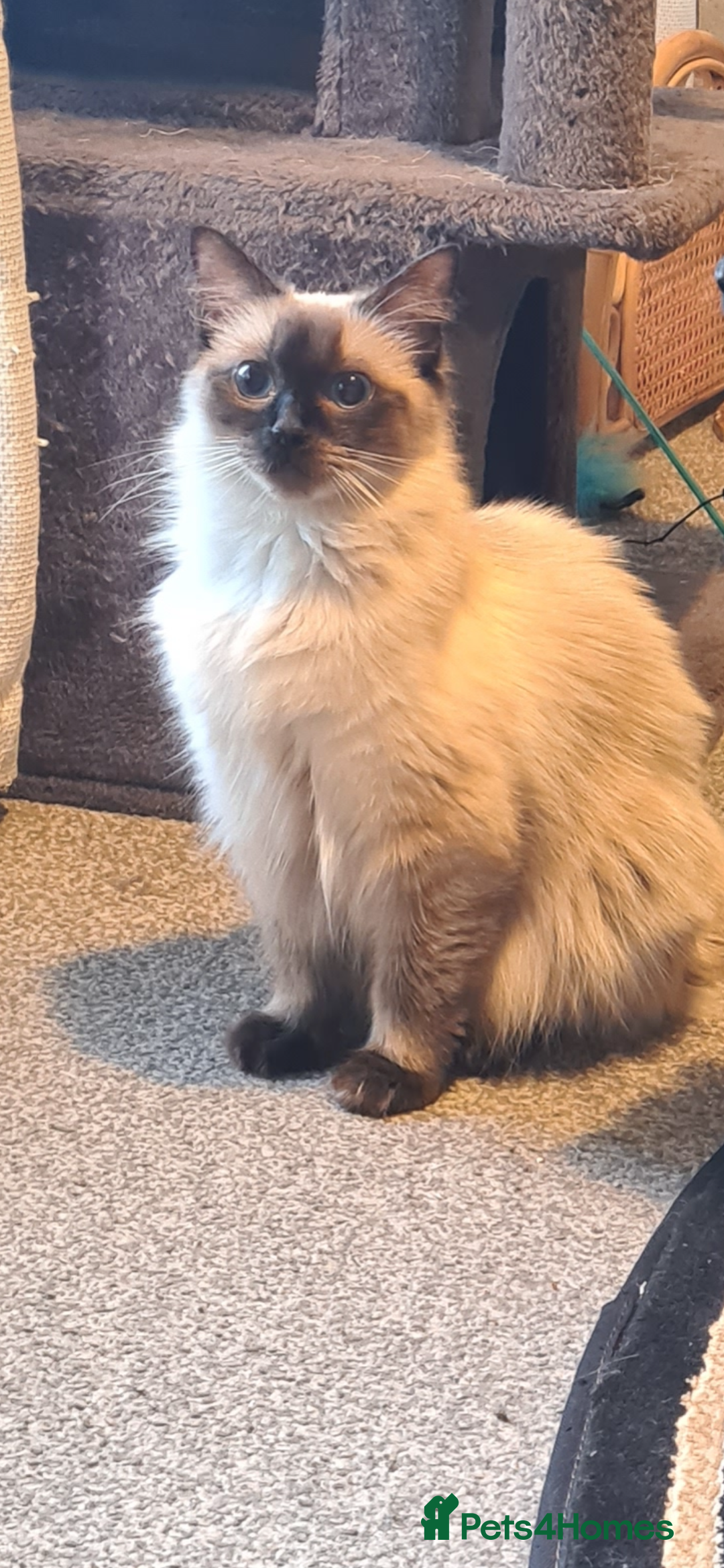 Ragdoll cats for sale: Ragdoll x kittens  - Advert 2