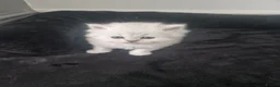 Persian cats for sale: Chinchilla Persian  - Advert 17