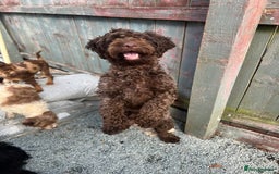 Cockapoo dogs for sale: 2 Year old Chocolate boy for rehoming - Image 3