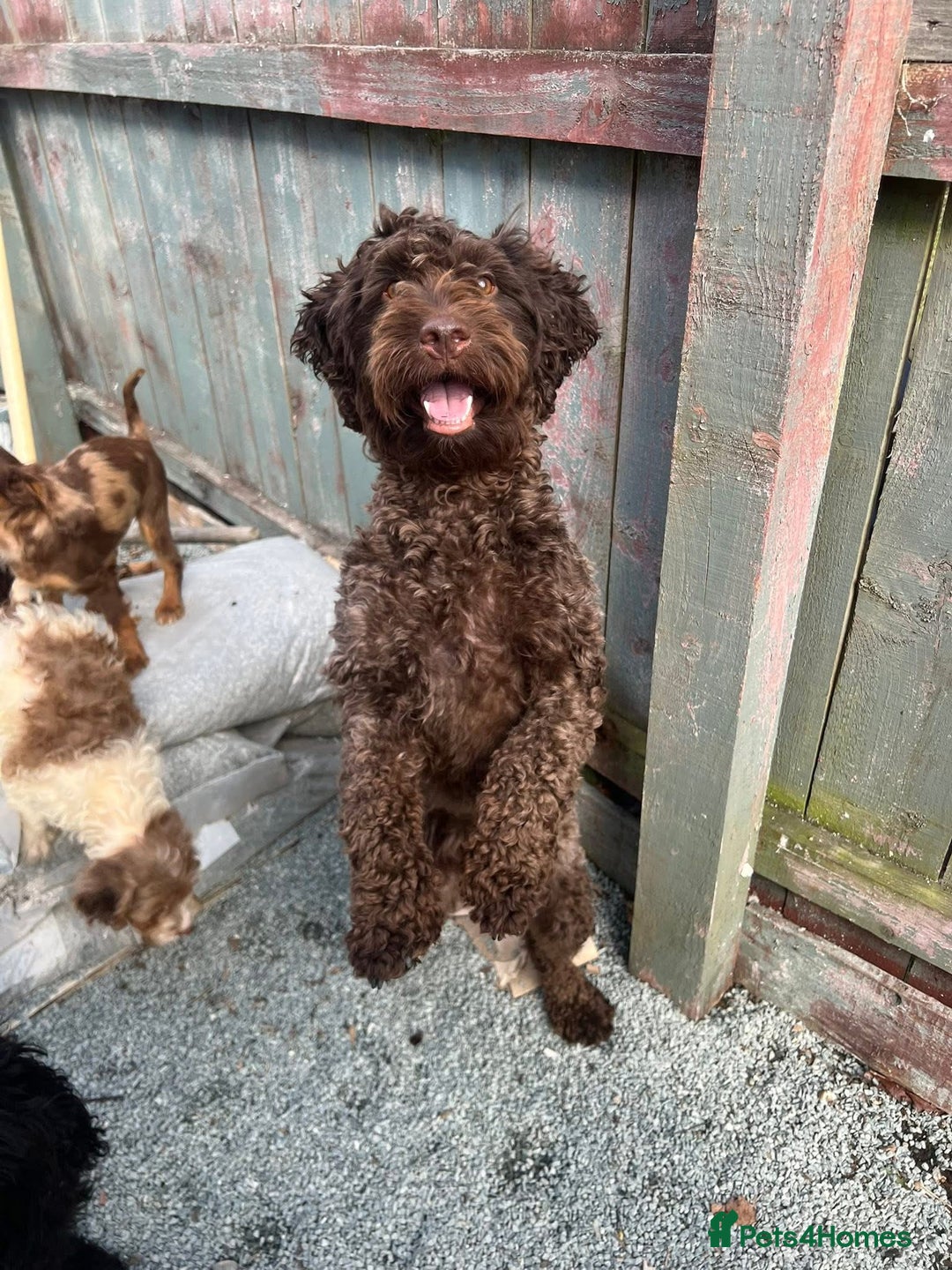 Cockapoo dogs for sale: 2 Year old Chocolate boy for rehoming - Image 3