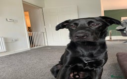Mixed Breed dogs for sale: Bailey  - Image 4