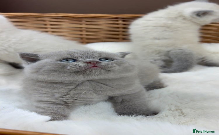 British Shorthair cats Female GCCF Health tested British Shorthair - Advert 2