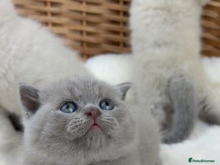 British Shorthair cats Female GCCF Health tested British Shorthair - Advert 1