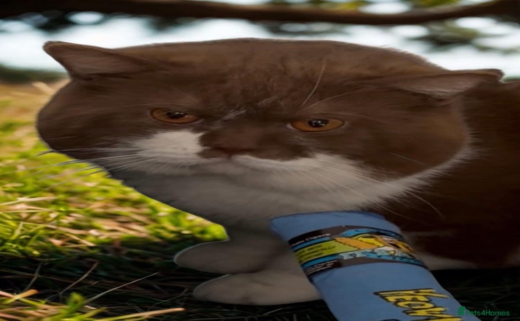 British Shorthair cats - Advert 3