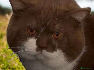 British Shorthair cats British Shorthair Cinnamon & White Stud - Advert 15