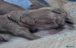 Labradoodle dogs for sale: F1b Labradoodle puppies - Image 5