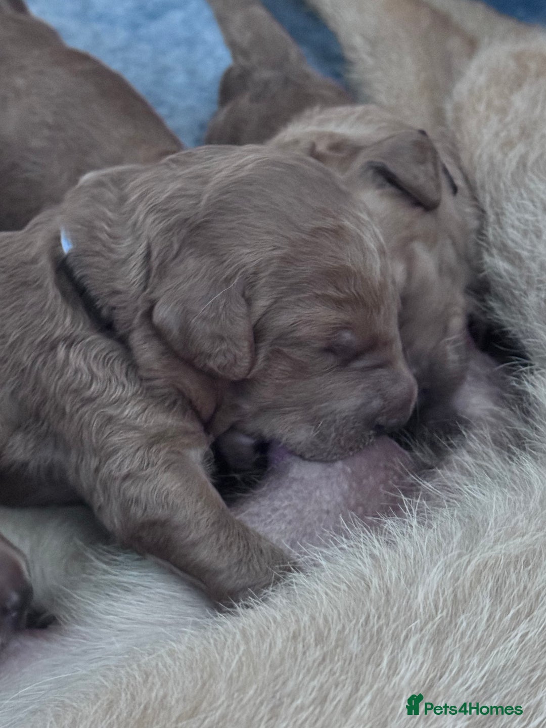 Labradoodle dogs for sale: F1b Labradoodle puppies - Image 5