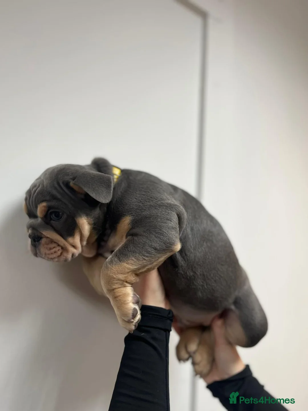 English Bulldog dogs for sale: 2 TOP QUALITY ENGLISH BULLDOG PUPPIES REMAINING  - Advert 9