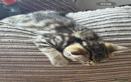 British Shorthair cats for sale: 5 gorgeous tabby kittens  - Image 8