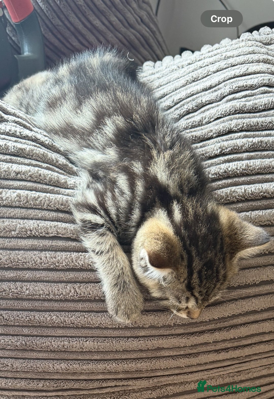 British Shorthair cats for sale: 5 gorgeous tabby kittens  - Image 8