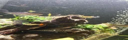 Other/Mixed Breed fish for sale: 2 Siamese algae eater fish  in Purley - Advert 6