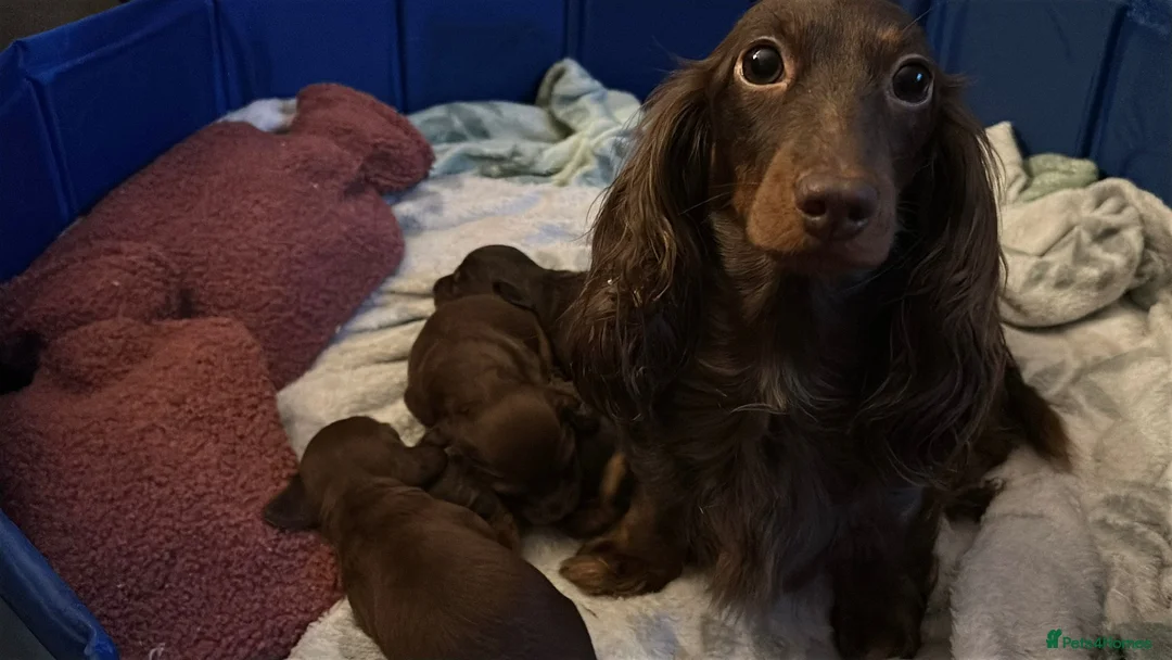 Miniature Dachshund dogs for sale: Gorgeous Mini Dachshund Puppies - Chocolate & Tan - Advert 11