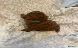 Toy Poodle dogs for sale: 🤎Toy poodles🤎 - Image 22