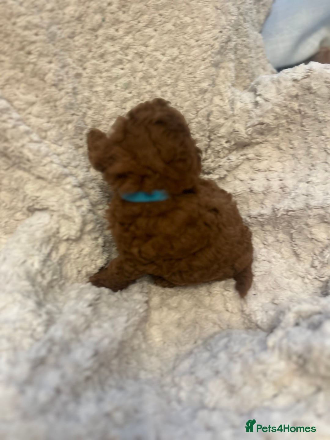 Toy Poodle dogs for sale: 🤎Toy poodles🤎 - Image 22