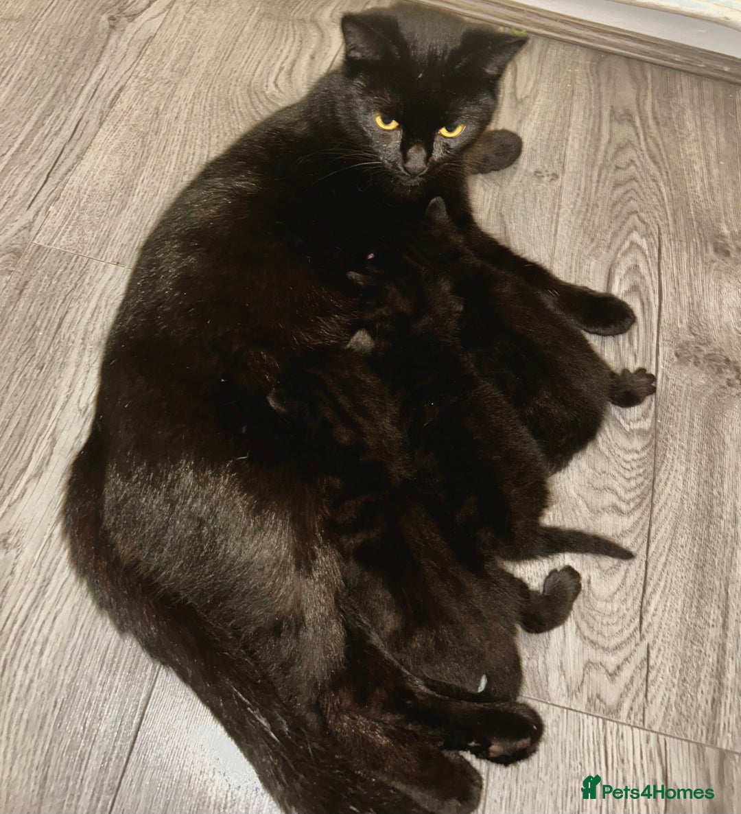 British Shorthair cats for sale: Bombay x British short hair kitten - Advert 4