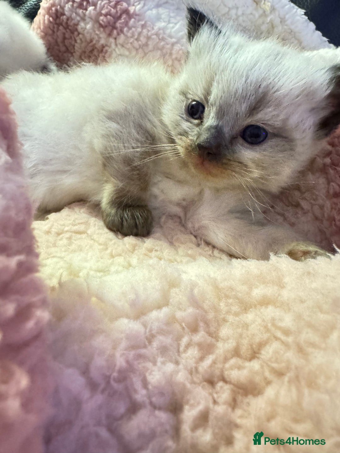 Ragdoll cats for sale: 1 beautiful  boy seal point ragdoll kitten   - Advert 7