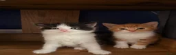 Mixed Breed cats for sale: 3 beautiful kittens for sale £300 - Advert 3