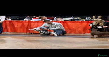American Bully dogs - Advert 12