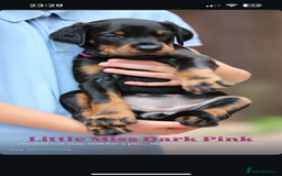 Dobermann dogs for sale: Exceptional Confident European Doberman puppies - Image 10