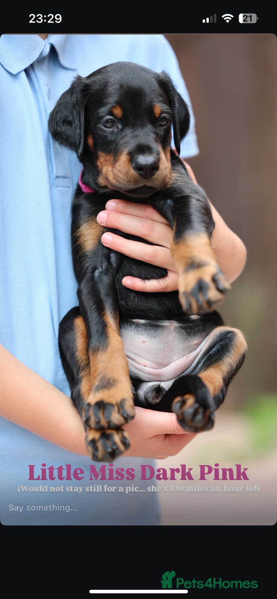 Dobermann dogs for sale: Exceptional Confident European Doberman puppies - Image 10
