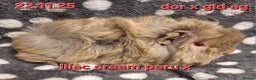 Guinea Pig rodents for sale: Baby female guinea pigs - Advert 9