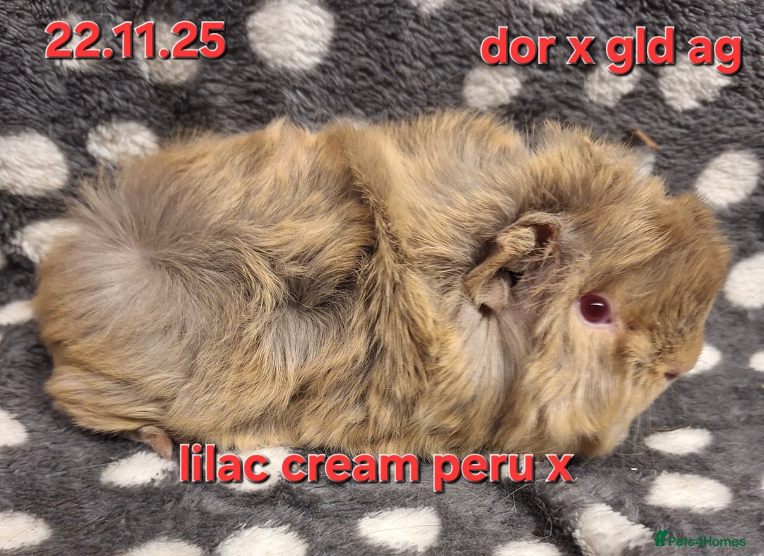 Guinea Pig rodents for sale: Baby female guinea pigs - Advert 9