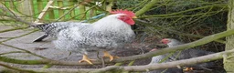 Chickens poultry for sale: Trio of 2025 Silver Bielefelders POL - Advert 3