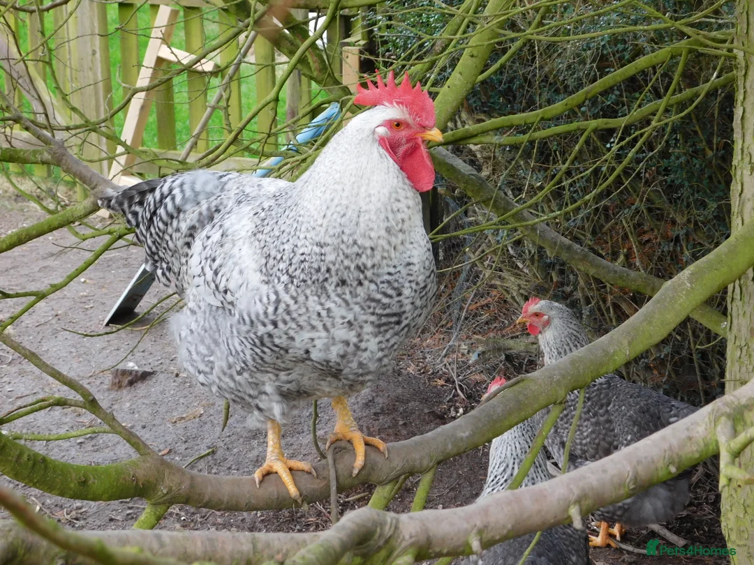 Chickens poultry for sale: Trio of 2025 Silver Bielefelders POL - Advert 3