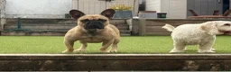 French Bulldog dogs for stud: 3 year old French bulldog stud available  - Advert 1
