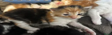 Turkish Van 4