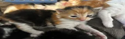 Turkish Van cats for sale: Very Fluffy Turkish Van Kittens  - Advert 14