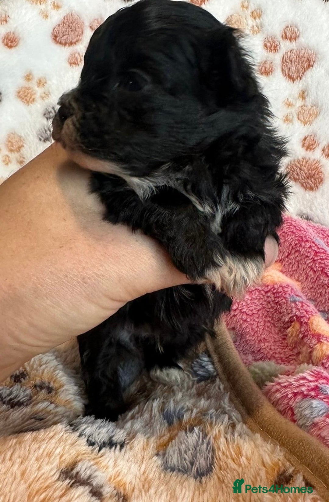 Maltipoo dogs for sale: F1 Toy Maltipoos - Image 24