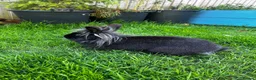 Lionhead rabbits for sale: 2 beautiful half angora lion main rabbits  - Advert 8