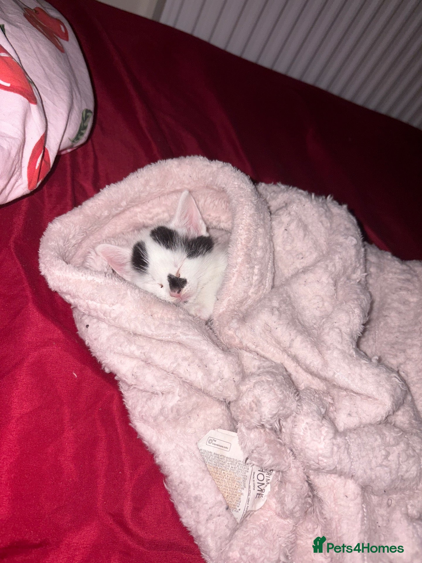 Mixed Breed cats Beautiful 8 week old kitten called Patchy  - Advert 1