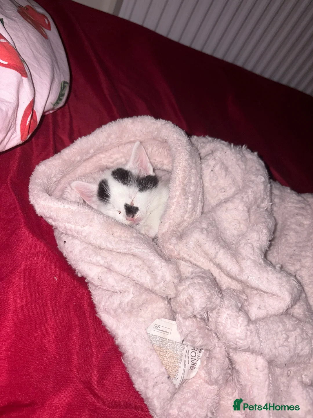 Mixed Breed cats for sale: Beautiful 8 week old kitten called Patchy  - Advert 1