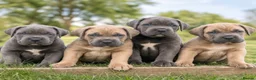Cane Corso dogs for sale: Ready Now- Cane Corso Puppies-Champion Bloodlines  - Advert 6
