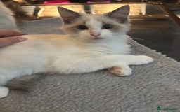 Ragdoll cats for sale: Gccf registered Ragdoll kittens  - Image 16