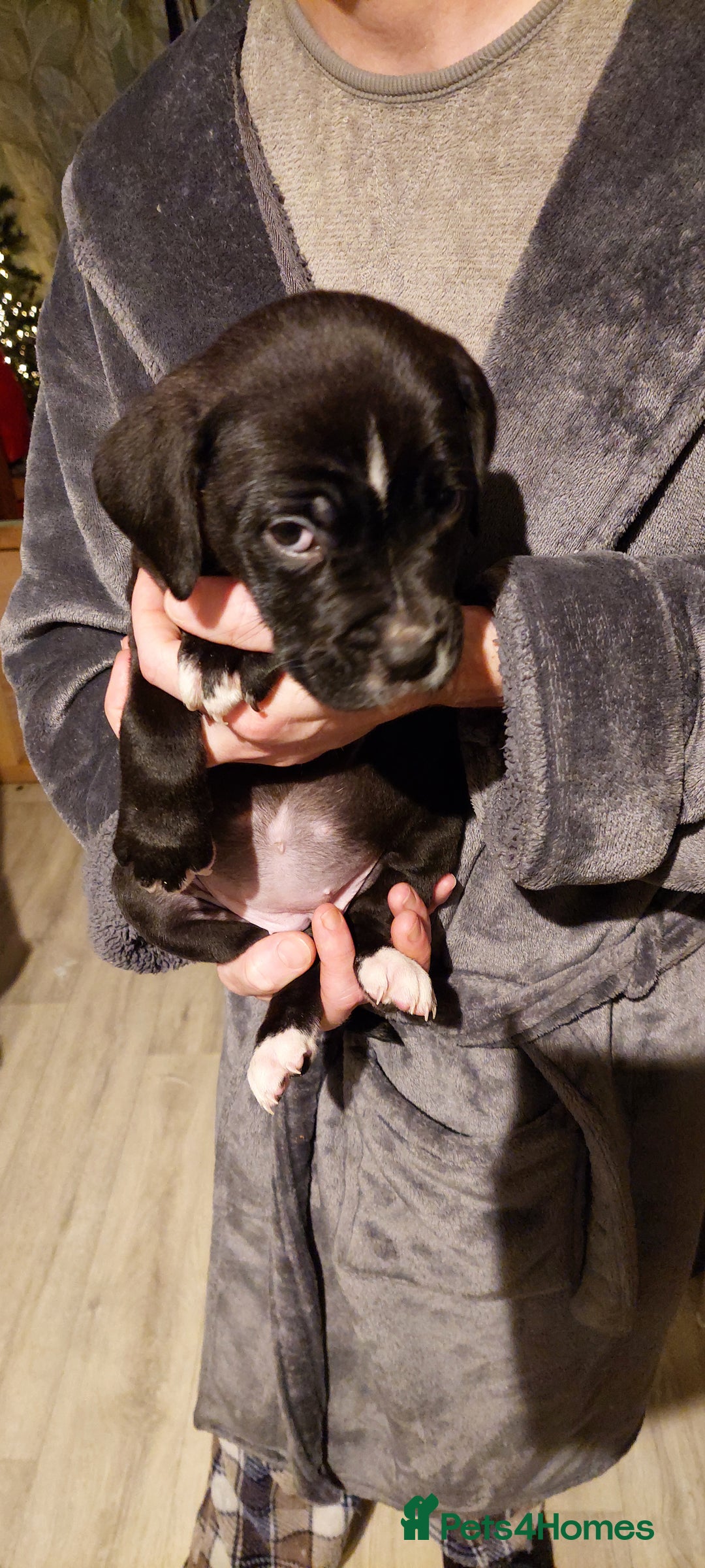 Mixed Breed dogs for sale: Cane Corso cross American bulldog puppy's  - Advert 10