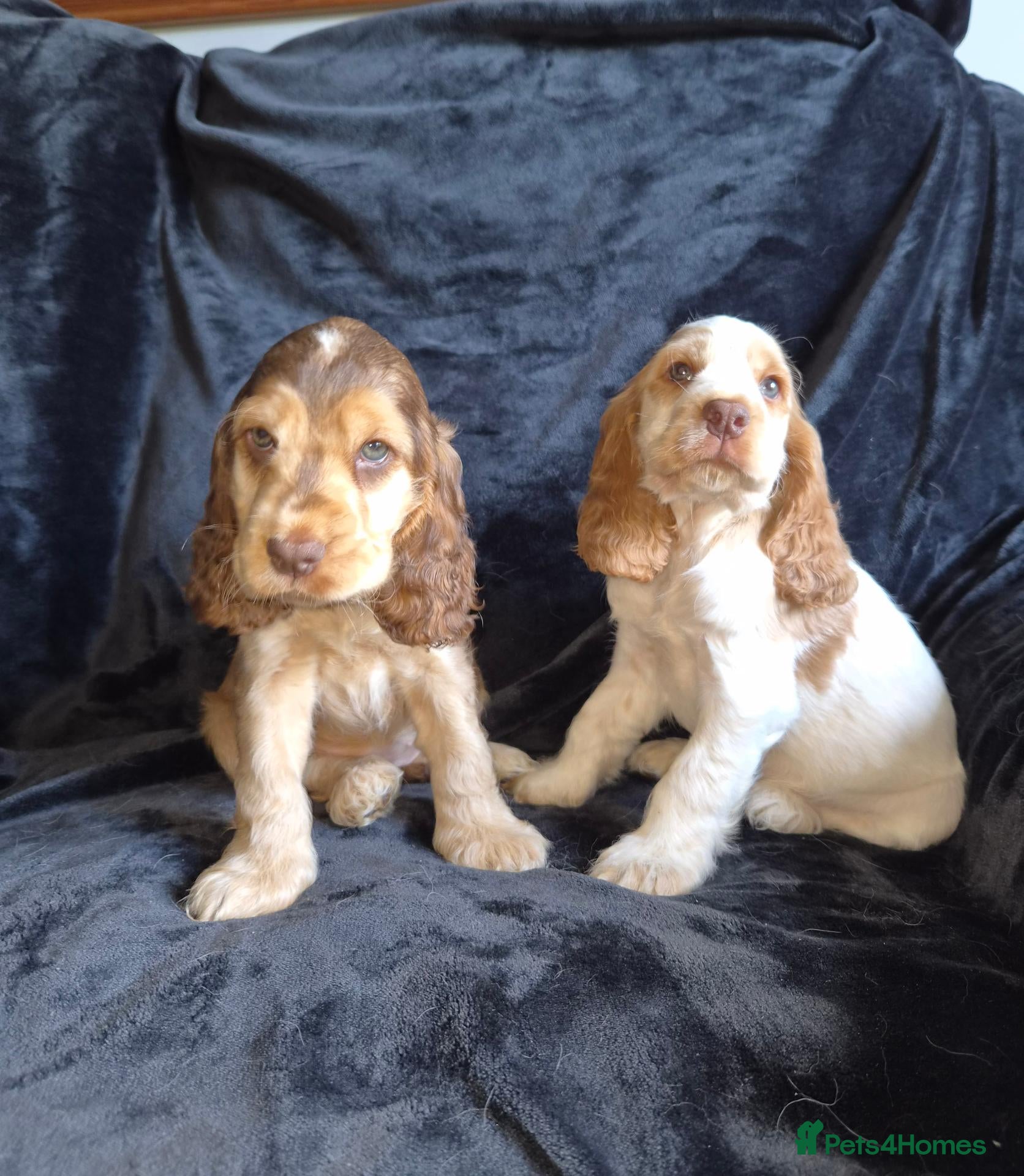 Cocker Spaniel dogs Kc reg show cocker spaniel - Advert 1