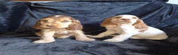 Cocker Spaniel dogs for sale: Kc reg show cocker spaniel - Advert 10