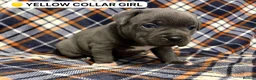 Staffordshire Bull Terrier dogs for sale: 4 Beautiful KC Registered Puppies 2 Boys & 2 Girls in Birmingham - Advert 6