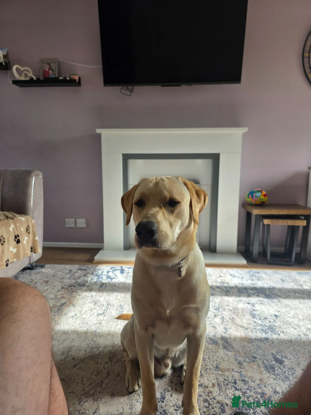 Labrador Retriever dogs for sale: CHARLIE in Hinckley - Advert 2
